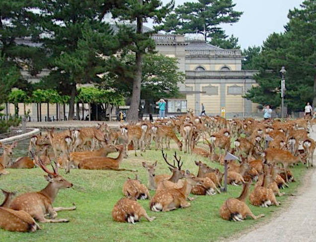 奈良のシカ、1000年以上前に祖先から分岐、独自の遺伝子型が判明 | ナショナル ジオグラフィック日本版サイト