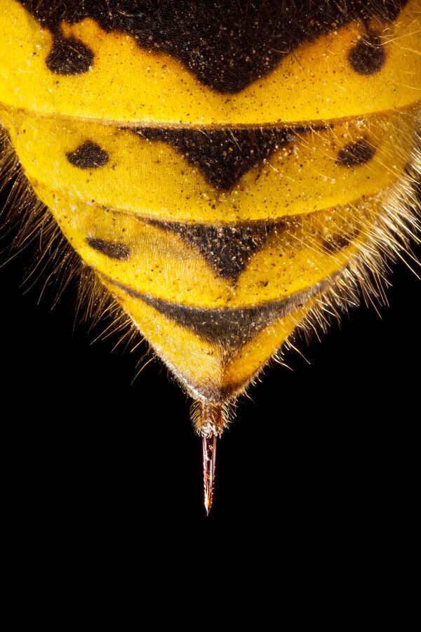 巧妙な毒針をもつ「危険生物」5選、クラゲからサソリまで | ナショナル 