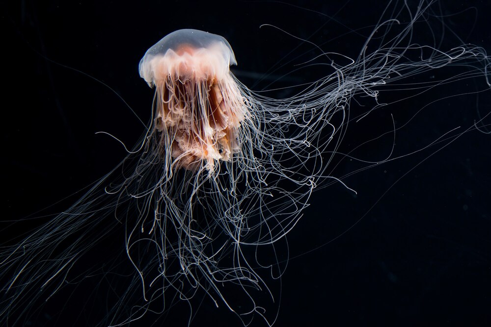 巧妙な毒針をもつ「危険生物」5選、クラゲからサソリまで | ナショナル 