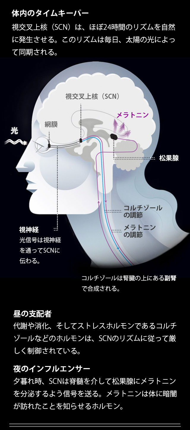 体内時計 クピオプラス 体内時計 が糖尿病・メタボに影響 時間生物学 が注目されている ニュース 一般社団法人