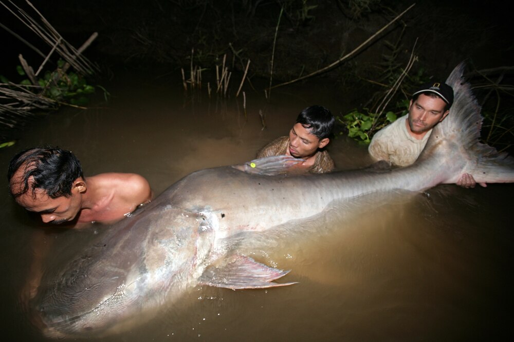 Scientists tag and release a Mekong giant catfish (Pangasianodon gigas) in Cambodia's Tonle Sap River. The Critically Endangered Mekong giant catfish can grow to be at least 2.7m long and weigh regarding 293kg.  (PHOTOGRAPH BY ZEB HOGAN)