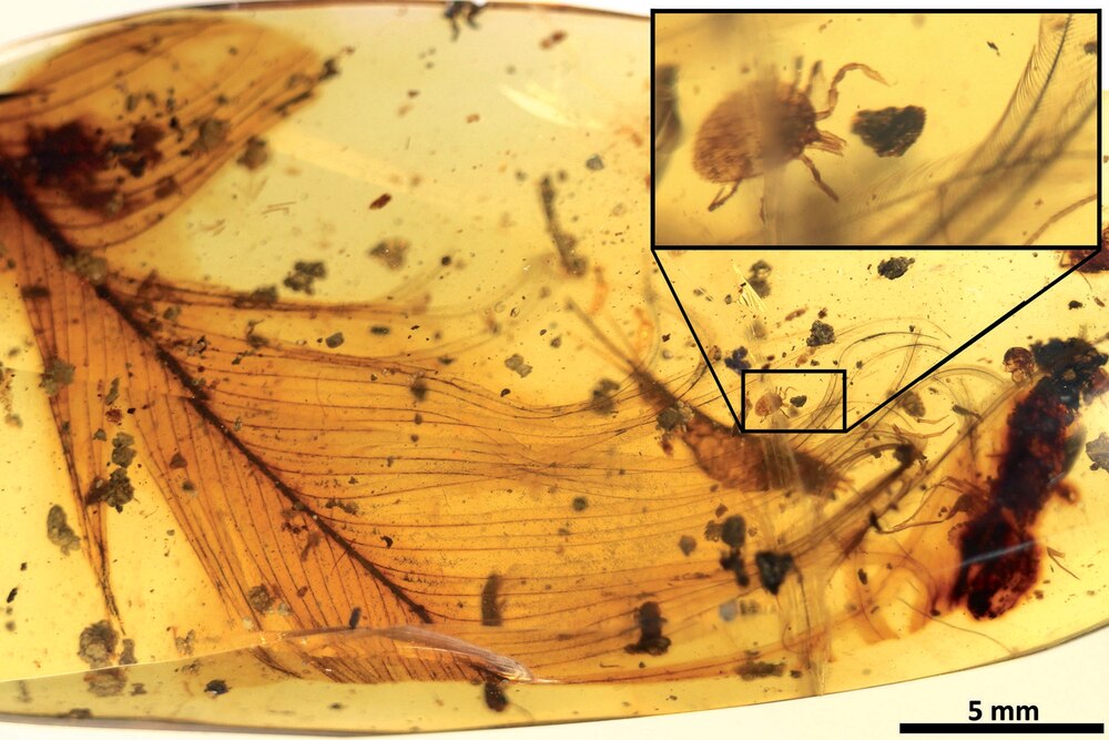 なぜ琥珀から極上の化石が発見されるのか？ | ナショナル ジオ