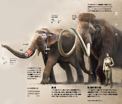地上最大の動物 ゾウの苦境を伝える | ナショナル ジオグラフィック
