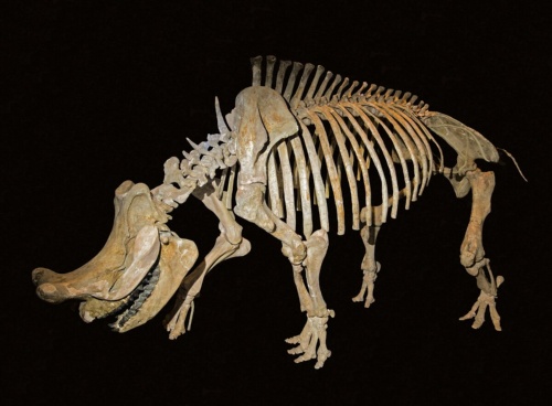 古代の「雷獣」ブロントテリウム、急速に大型化した道筋を解明ナショナルジオグラフィック日本版サイト