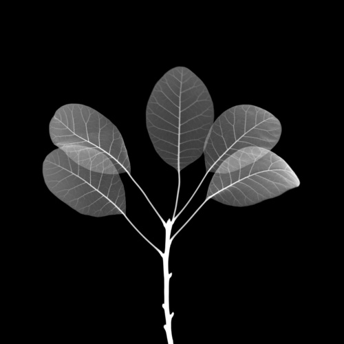 植物のタンパク質にレーザーで刺激を与え、その結果起こるプロセスをX線で捉えることによって、科学者らは光合成反応に未知の段階が存在することを発見した。画像はX線で透視したハグマノキの葉。（IMAGE BY NICK VEASEY, SCIENCE PHOTO LIBRARY）
