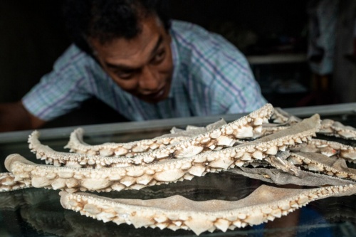 シノノメサカタザメの「トゲ」を乾燥させたもの。タイとミャンマーとの国境に設けられた7カ所の正規の交易所の一つ、ミャンマーのコータウンにある土産物店で売られている。この稀少な魚の硬い突起は、宝飾品を作るためによく使われ、特にタイで人気が高い。(PHOTOGRAPH BY SIRACHAI ARUNRUGSTICHAI)