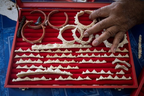 クラビの取引業者が、シノノメサカタザメのトゲの腕輪と、加工前のトゲを見せる。タイでは、2018年から法律によってシノノメサカタザメが全面的に保護されており、それ以降、シノノメサカタザメを使った製品を作ることは禁止されている。(PHOTOGRAPH BY SIRACHAI ARUNRUGSTICHAI)