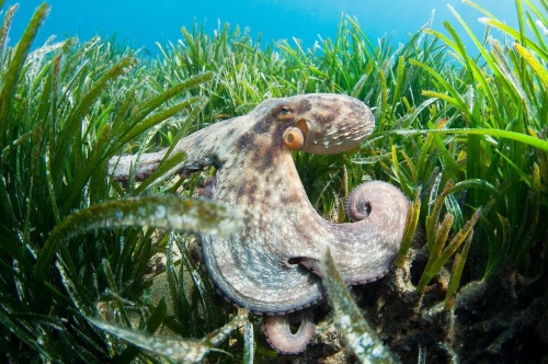 ギャラリー:映画『リトル・マーメイド』の魔女のモデルになった海洋生物たち 画像7点(写真クリックでギャラリーページへ)