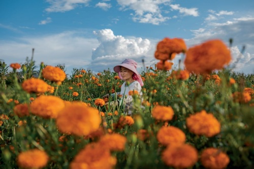 中国南西部の騰衝（トンチョン）市近郊で、精油や中国の伝統薬の原料となるマリーゴールドの花を摘む女性。雲南省の農村部では、長らく受け継がれてきた手仕事が失われつつある。（PHOTOGRAPH BY ZHOU NA）