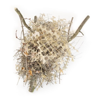 ベルギーのアントワープで発見された鳥の巣。トゲがあった方がヒナをよりよく守ることができるのだろうか。（PHOTOGRAPH BY AUKE FLORIAN HIEMSTRA）