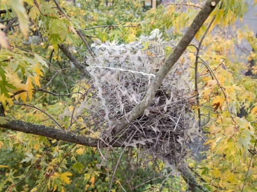 トゲのついた植物で巣作りをするカササギだが、なかには鳥よけ用の剣山が使えることに気付いた鳥がいるようだ。（PHOTOGRAPH BY AUKE FLORIAN HIEMSTRA）