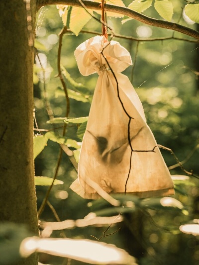 観察とタグ付けのために布袋に入れられたネコマネドリ。ヘクシャー氏の研究チームは、デラウェア州のホワイト・クレイ・クリーク州立公園において、地域の鳥たちの渡りについての調査を進めている。毎年、多くの種が越冬のために数千キロの旅をする。(PHOTOGRAPH BY GREG KAHN)