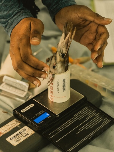 ギャラリー:ハリケーンの活動を予知できる鳥も、米国東部の森で渡り鳥を調査 写真12点(写真クリックでギャラリーページへ)