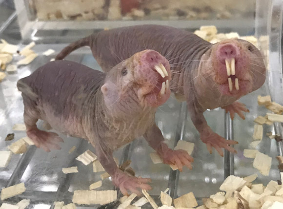 老化細胞がたまりにくい仕組みを発見、長寿のハダカデバネズミ