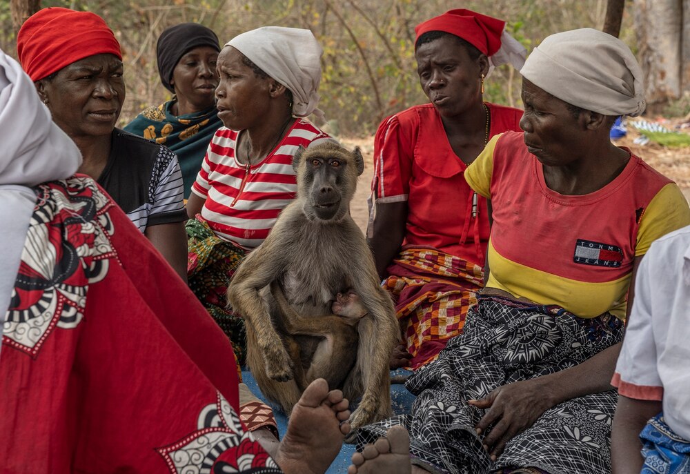 聖地チェマンボで、赤ちゃんに授乳をする母ヒヒ。周りにいるヤオ族の巡礼者は、チェマンボのヒヒには祖先の霊が宿っていると信じて、崇敬している。（PHOTOGRAPH BY THOMAS PESCHAK）