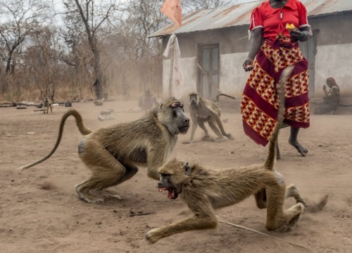 聖地チェマンボで、祖先の霊が宿るヒヒに食べ物を与える巡礼者。乾期になると、ニアッサ内外から何日もかけて巡礼者たちが訪れ、神聖なバオバブの木の下で祈りをささげ、幸福と健康と豊穣を祖先にお願いする。(PHOTOGRAPH BY THOMAS PESCHAK)