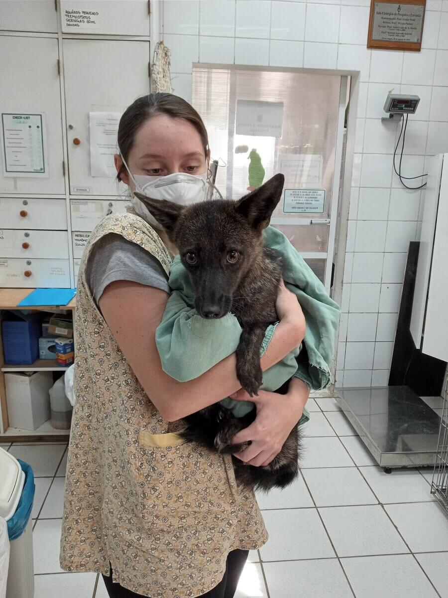 2021年、車にはねられたドッグシムが獣医師のもとに運ばれて治療を受けた。最初はイヌとみられたが、やがてその行動はむしろキツネに近いことがわかった。その後の遺伝子検査によって、ドッグシムはイヌとキツネの交雑種であることが判明した。(PHOTOGRAPH BY FLÁVIA FERRARI)