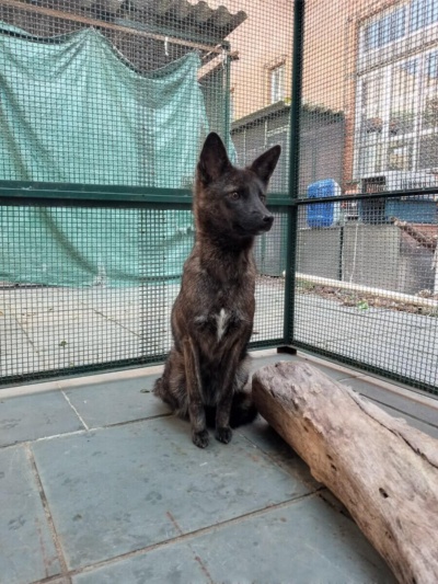 ドッグシムは2023年3月に死亡したが、その死因はわかっていない。一般に、こうした交雑種は生命を脅かす遺伝子上の異常を持っていることがある。(PHOTOGRAPH BY FLAVIA)