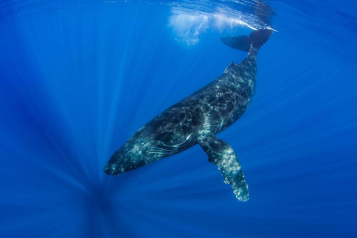 ザトウクジラの定説覆す大移動が多数判明、最長移動記録も更新 | ナショナル ジオグラフィック日本版サイト