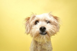 プードルとテリアを掛け合わせたミックス犬で、テリプーまたはテリドードゥルとして知られている。(PHOTOGRAPH BY AMANDAFOUNDATION.ORG, GETTY IMAGES)