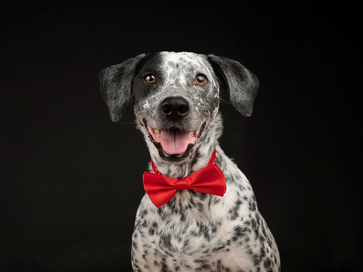 ダルメシアンの血を引くミックス犬。どの犬種と交配されているかは、外見だけではわからない。（PHOTOGRAPH BY ANDRESLOPEZFOTOPETS, GETTY IMAGES）