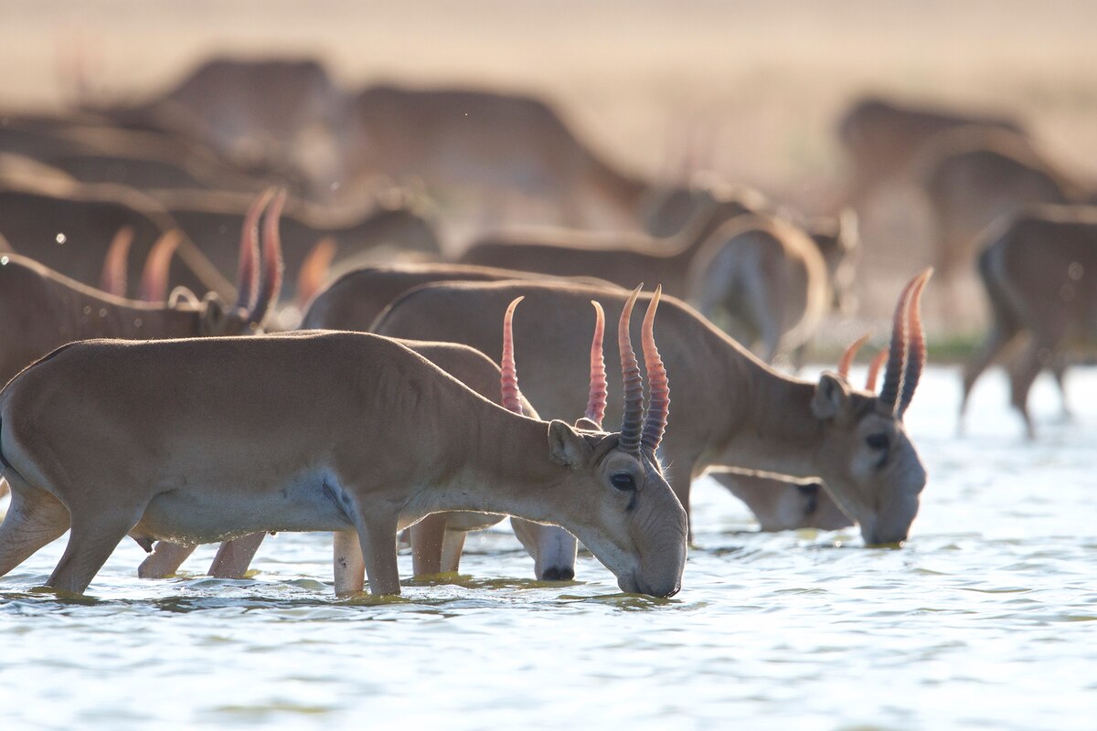 珍獣サイガが奇跡の回復、絶滅寸前から190万頭に、保護活動実る | ナショナル ジオグラフィック日本版サイト