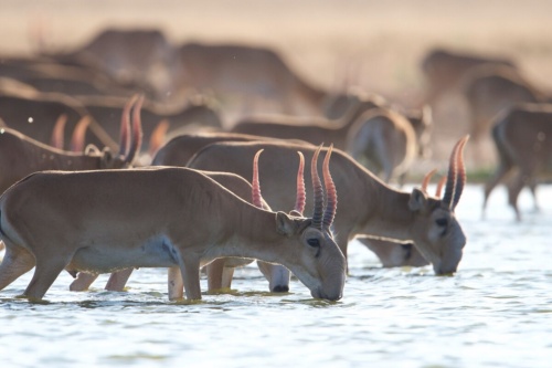 珍獣サイガが奇跡の回復、絶滅寸前から190万頭に、保護活動実る | ナショナル ジオグラフィック日本版サイト
