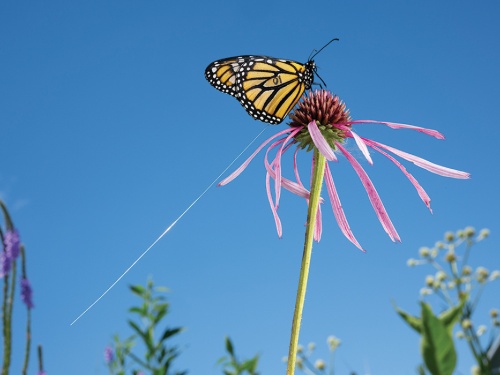 A female sucking nectar near Ames, Iowa.  He is wearing a tracking transmitter.  (Photo by Jaime Rojo)