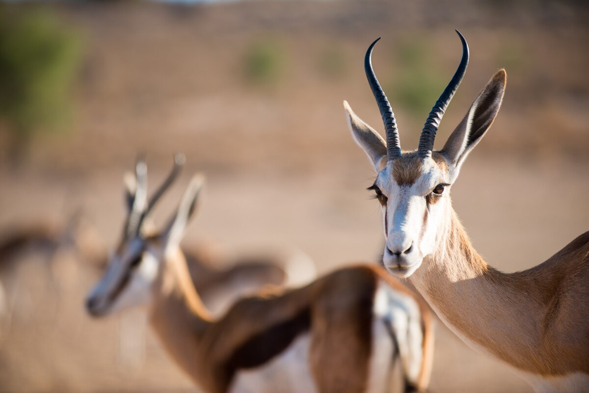 ボツワナと南アフリカの国境にまたがるカラハリ・トランスフロンティア公園のスプリングボック（Antidorcas marsupialis）。角のあるこの動物は、今回の研究で調査された種の中のひとつだ。（PHOTOGRAPH BY ALEX TREADWAY, NAT GEO IMAGE COLLECTION）