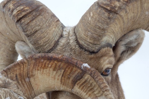 ギャラリー: オスの「武器」が大きな哺乳類、メスは「脳」が大きい 写真6点(写真クリックでギャラリーページへ)