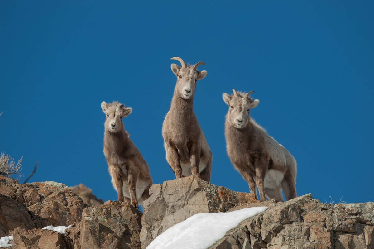 崖の上に立つ3頭のビッグホーン（Ovis canadensis）。新たな研究により、ビッグホーンなどの哺乳類のオスは角をより大きくするように進化し、メスは脳をより大きくするように進化したことが示された。（PHOTOGRAPH BY TOM MURPHY, NAT GEO IMAGE COLLECTION）