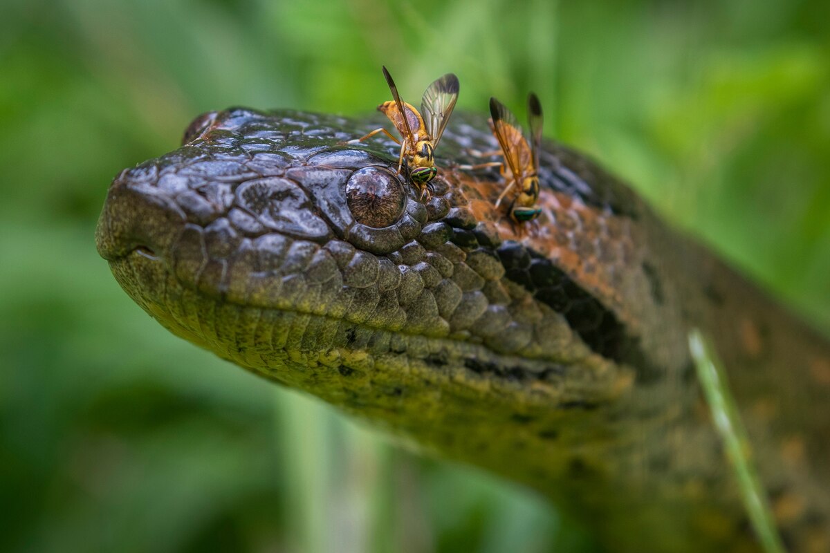 アナコンダの一本脱ぎの脱皮殻 I helped a scary giant snake shed its skin - YouTube