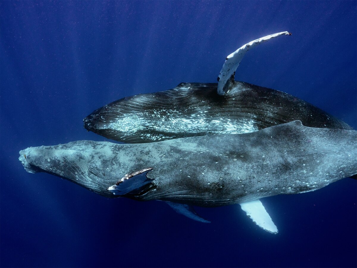 ザトウクジラの交尾を初めて確認、写真も、ただしオス同士 