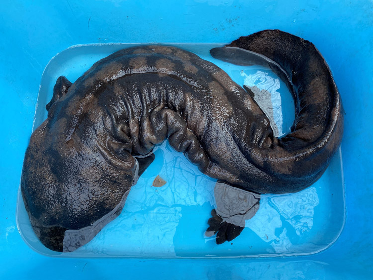 中国で絶滅したはずのオオサンショウウオ、日本にいると判明