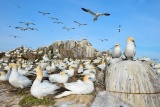 世界に広がる鳥インフル、南極でも初確認、各地で動物が大量死
