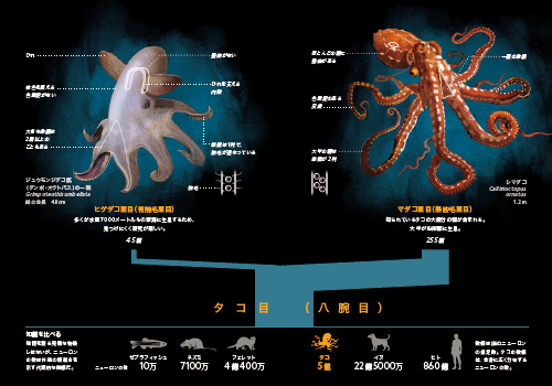 あなたの知らないオクトパス | ナショナル ジオグラフィック日本
