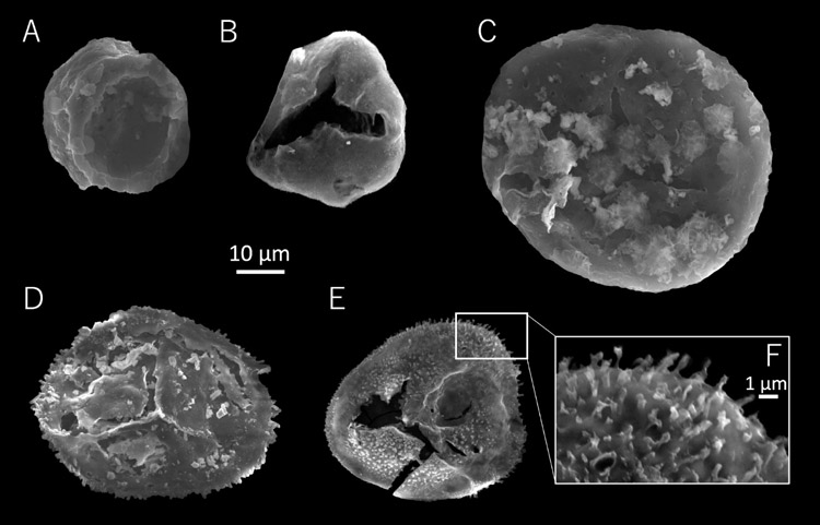 日本最古の植物化石を発見、約4億年前、前期デボン紀のものは初 | ナショナル ジオグラフィック日本版サイト