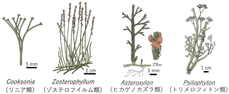 日本最古の植物化石を発見、約4億年前、前期デボン紀のものは初