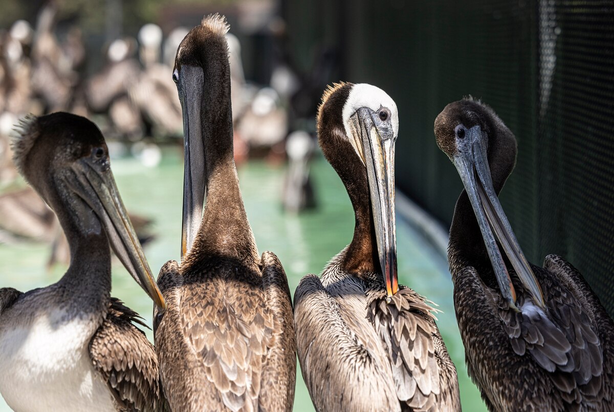 カッショクペリカンが謎の大量餓死、餌はあるのになぜ、米西海岸 | ナショナル ジオグラフィック日本版サイト