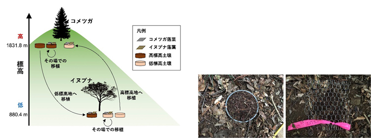 落葉の分解にもホームとアウェーの土壌がある、東大など実証