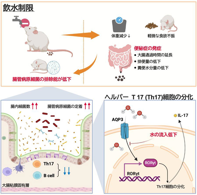 水分の不足は腸内環境を悪化させ、感染症にかかりやすくする 水分の不足は腸内環境を悪化させ、感染症にかかりやすくする