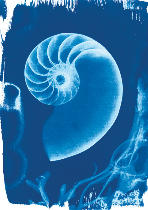 貝殻標本 ウルトラレア！Nesiocypraea lisetae f.maricola マリコリ