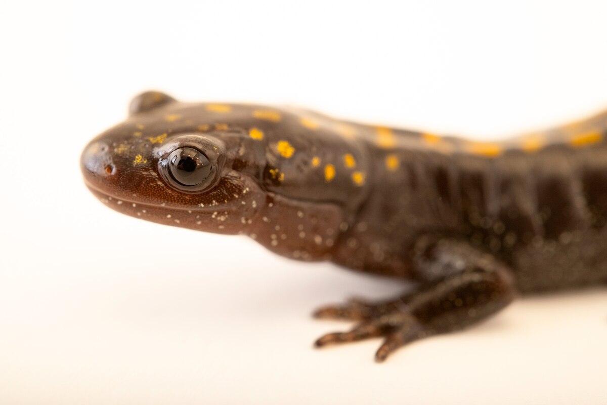 60年近く“死の淵”をさまよい続ける「不屈のサラマンダー