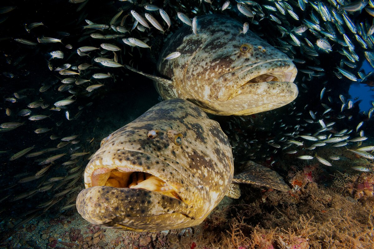 魚がぐるぐる回って死ぬ奇病、ついに原因を特定、米フロリダ沖 