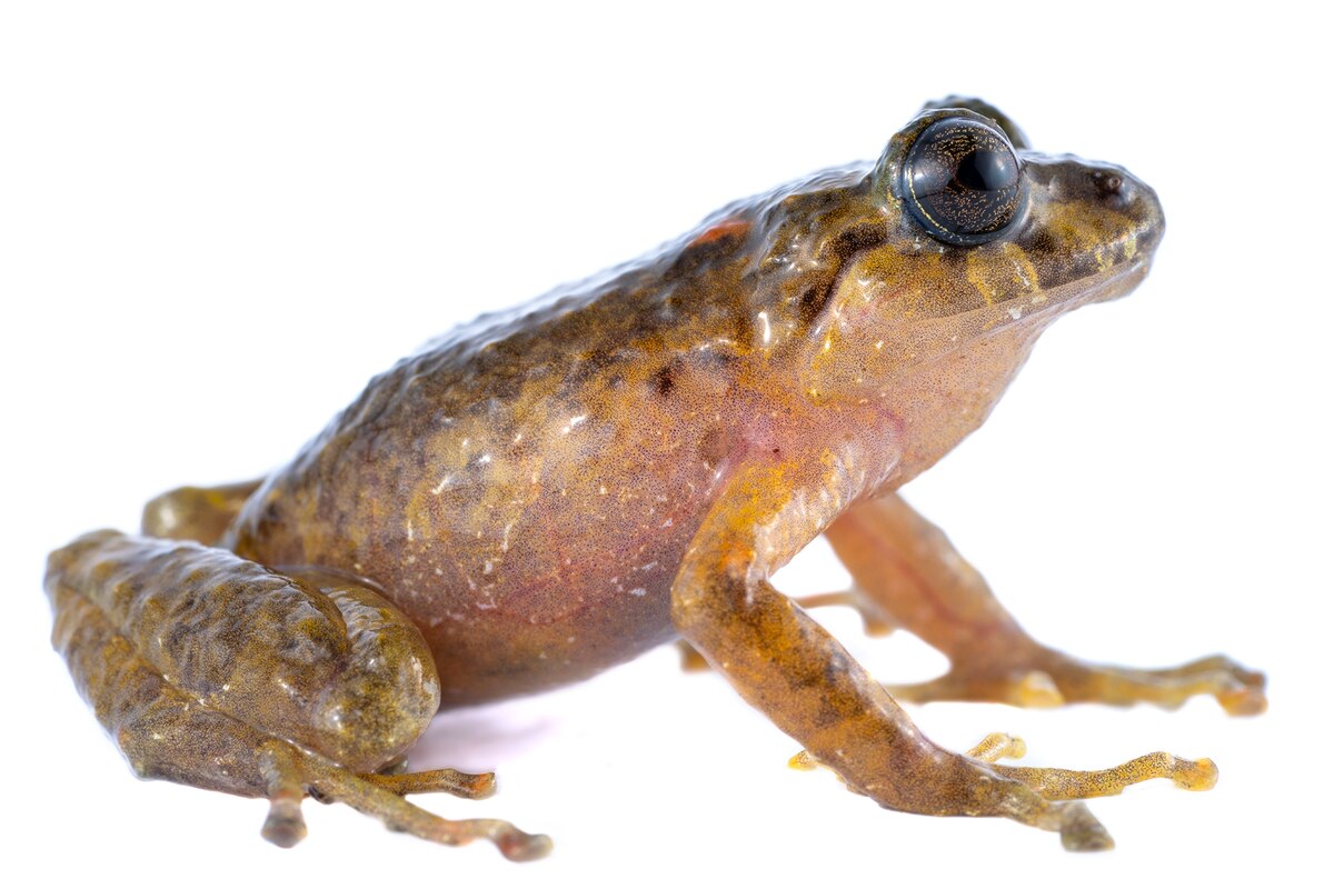 2022年の遠征調査中に発見され、後にPristimantis ruidusと同定されたメスガエル2匹のうち1匹。この種が生きた状態で撮影されたのはこれが初めてだ。（PHOTOGRAPH BY JAIME CULEBRAS）