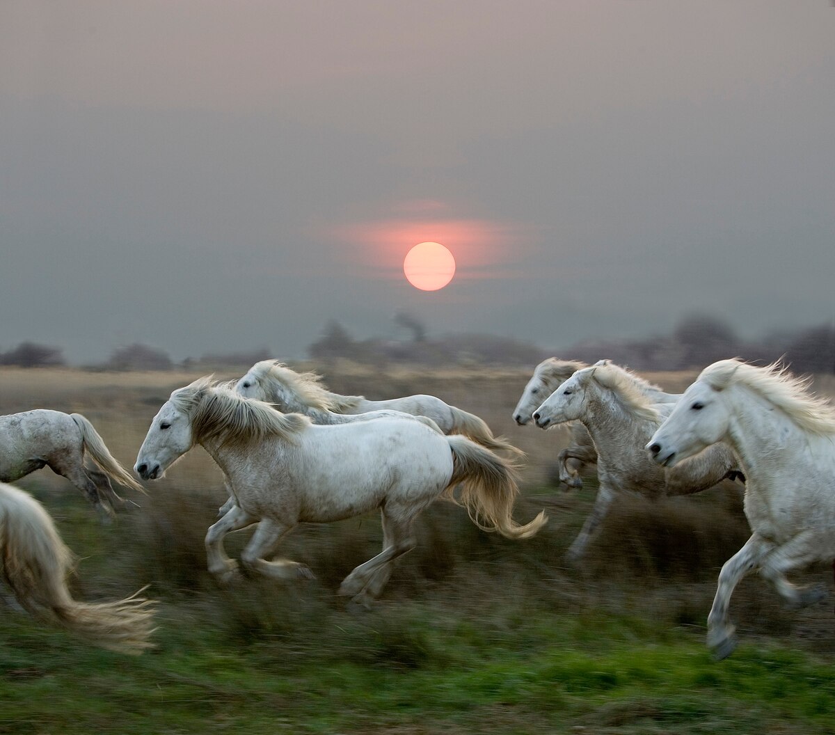 長距離レースならヒトはウマと互角に渡り合える。それほどの持久力をヒトはなぜ備えているのだろうか。（Photograph by Gerard Lacz, VWPics / Redux）