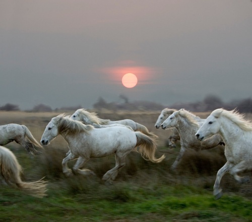長距離レースならヒトはウマと互角に渡り合える。それほどの持久力をヒトはなぜ備えているのだろうか。(Photograph by Gerard Lacz, VWPics / Redux)