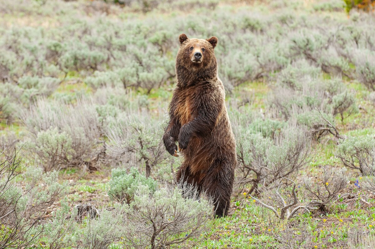 米国で愛された名物母グマが車にはねられ死亡、子グマは行方不明 | ナショナル ジオグラフィック日本版サイト