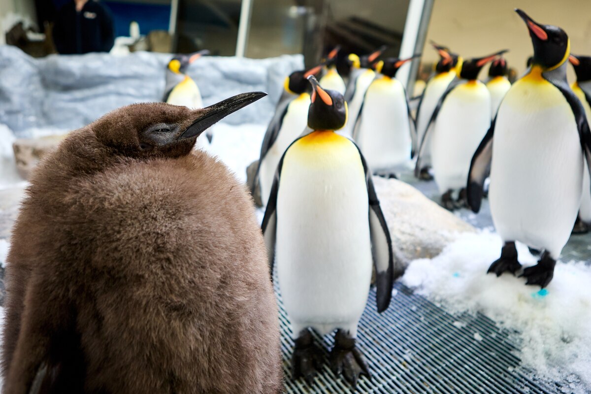 大きな体にネットも有名人も興味津々、キングペンギン「ペストくん 