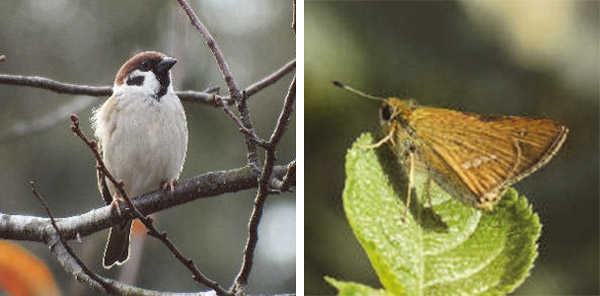 里山の身近な鳥や蝶が急減、絶滅危惧種並みの減少率も、全国調査